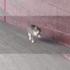 とても軽快に歩く(ように見える)猫さんが世界的に人気！