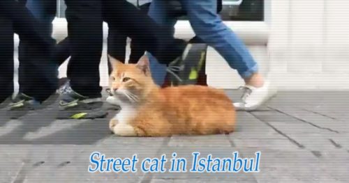 イスタンブールの街猫