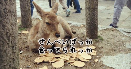 「奈良のシカ」保護啓発ポスターコンクール入賞作品