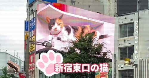 新宿東口の猫はほんとスゴいな！